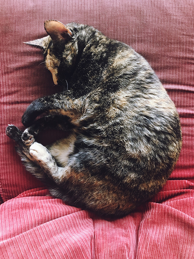 a guide to brooklyn : being little. british uk travel blogger usa america new york brooklyn city guide eating out vintage shopping williamsburg hipster artists warehouse loft apartment being little cat