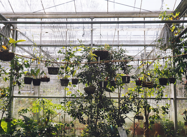 Bristol Botanic Garden : being little. University of Bristol Botanic Garden British UK fashion lifestyle blog spring family day out botanical gardens glasshouses