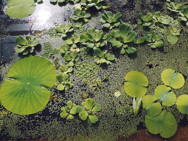 Bristol Botanic Garden : being little. University of Bristol Botanic Garden British UK fashion lifestyle blog spring family day out botanical gardens glasshouses lillypad