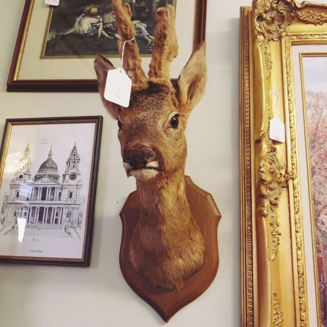 taxidermy deer