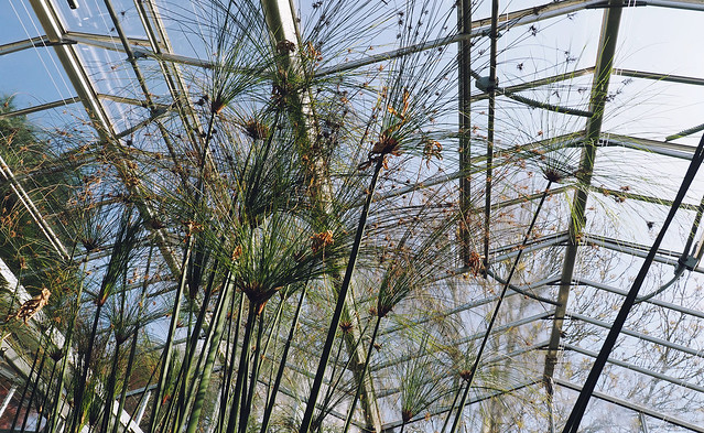 Bristol Botanic Garden : being little. University of Bristol Botanic Garden British UK fashion lifestyle blog spring family day out botanical gardens glasshouses papyrus