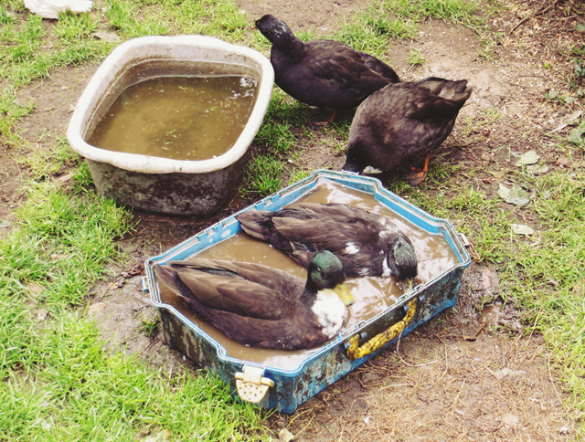 ducks