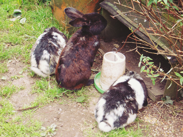 bunnies