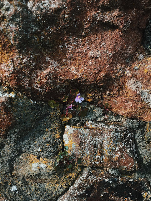 wallflower