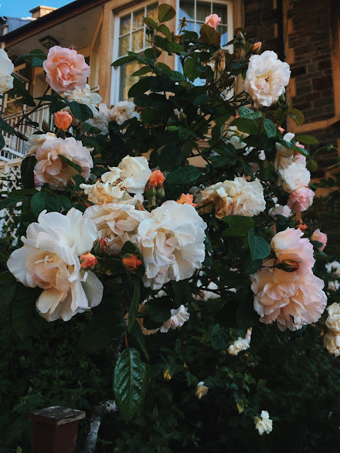 roses